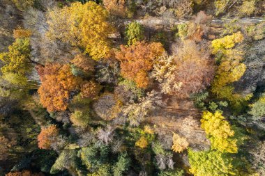 Scenic drone view of forest path in fall season, bright mix of green, yellow and red tree foliage.