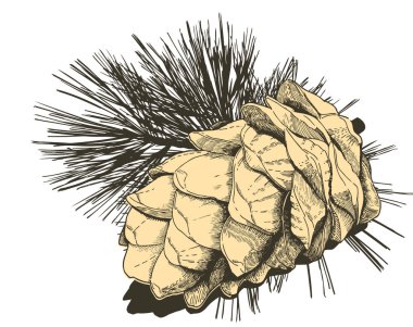 Sedir koni, gravür tarzı, vektör