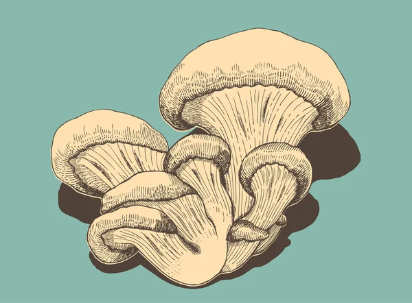 Устричные грибы в стиле ретро — стоковый вектор