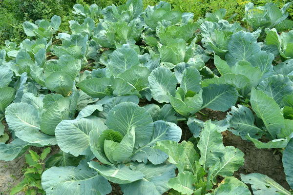 Cabbage in a kitchen garden — Stock Photo, Image