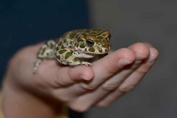 Velká žába v ruce — Stock fotografie