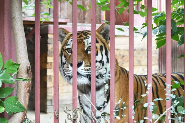 Tiger i en bur — Stockfoto