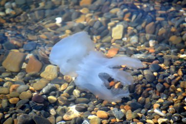 denizanası taşlık bir kıyı boyunca yüzüyor.