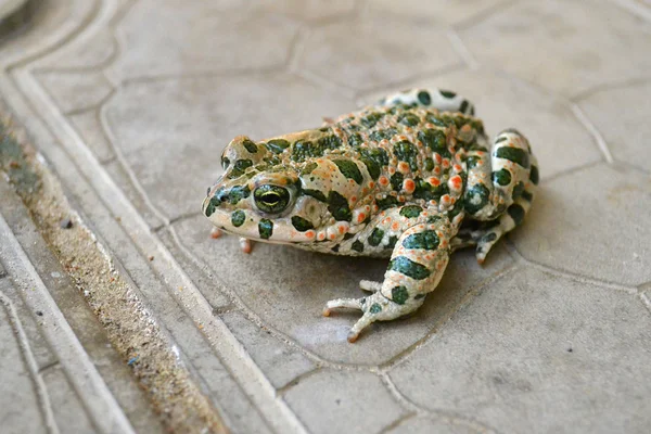 Zelená žába, žijící v oblasti anapa, Krasnodarský kraj — Stock fotografie
