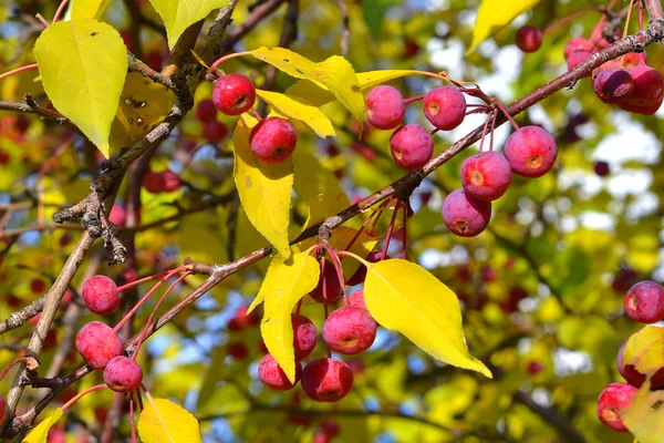 Apple-tree branch with small apples and yellow leaves. Fall. — Stock Photo, Image