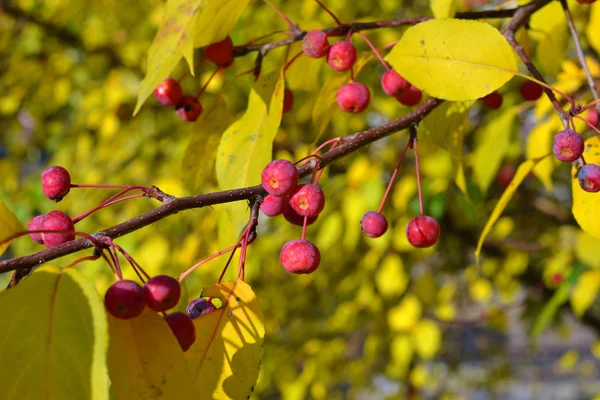 Apple-tree branch with small apples and yellow leaves. autumn pa — Stock Photo, Image