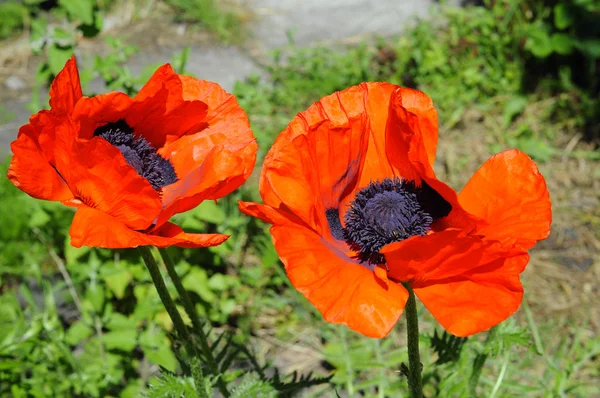 Grandes papoulas vermelhas em um jardim . — Fotografia de Stock