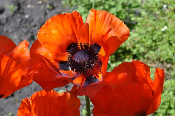 Grandes amapolas rojas de cerca . —  Fotos de Stock