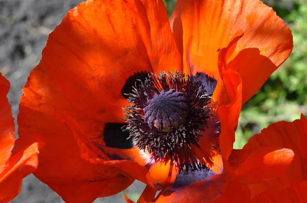 Gros coquelicots rouges gros plan . — Photo