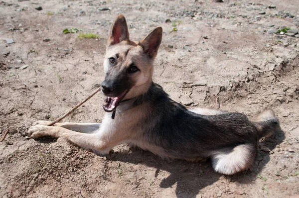 Schöner Kleiner Hund Liegt Auf Trockenem Boden — Stockfoto