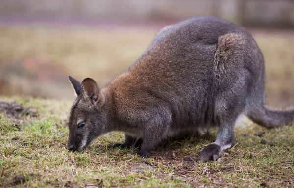 ワラビーが草を食べて — ストック写真