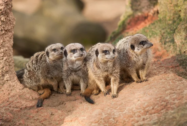 Termitary에 조심스러 운 meerkats의 그룹 — 스톡 사진