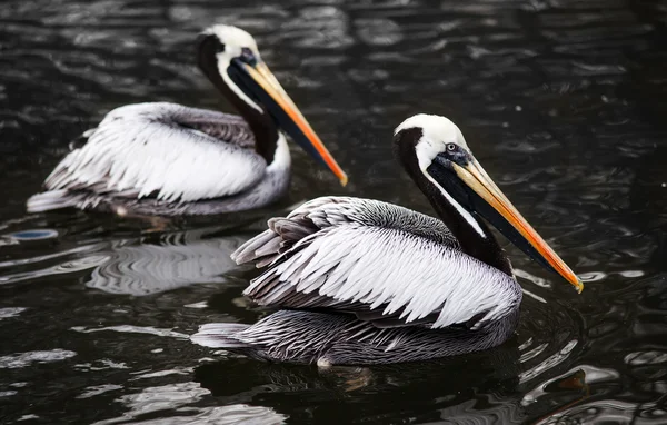 Pelicanos peruanos na água — Fotografia de Stock