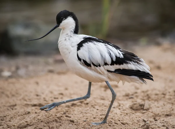 Avocet de torta: wader que anda na areia — Fotografia de Stock