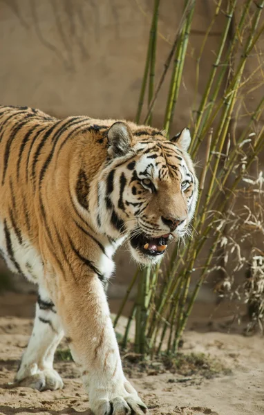 Predator: tiger and bamboo tangle — Stock Photo, Image