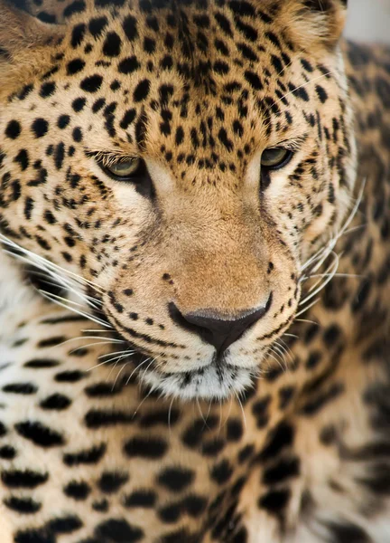 Wild animals: Portrait of leopard — Stock Photo, Image