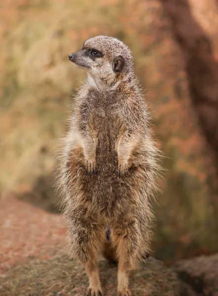 Wildlife in Africa: watchful meerkat — Stock Photo, Image