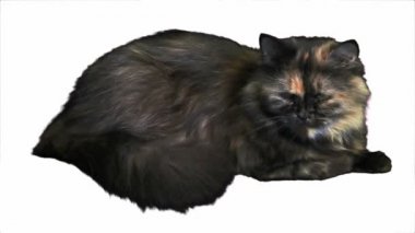 uykulu angora beyaz arka plan üzerinde izole kedi.