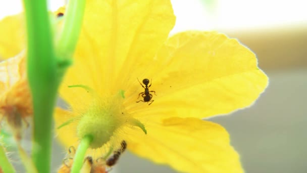 Fourmis sur fleur de concombre laps de temps — Video