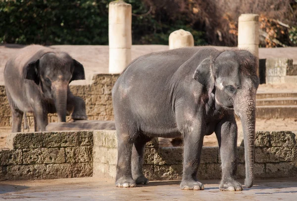 Азиатские слоны: животная жизнь в Азии — стоковое фото