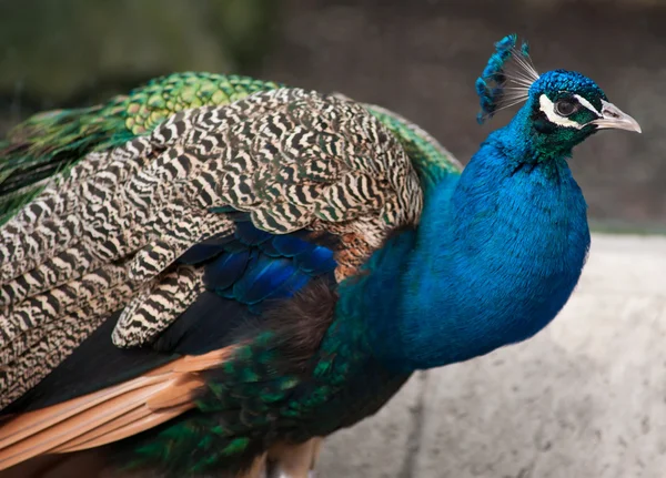 Peacock: Bird of Juno. Artistic shallow DOF — Stock Photo, Image