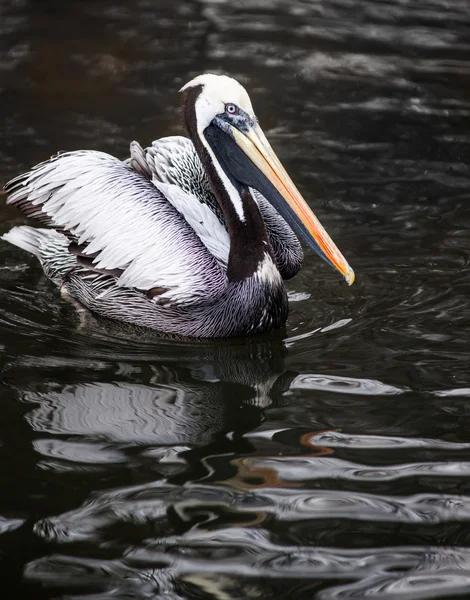 Pelicano peruano: aves da América do Sul — Fotografia de Stock