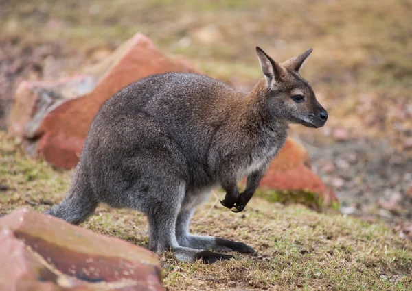 Wallaby: vida selvagem e animais da Austrália — Fotografia de Stock