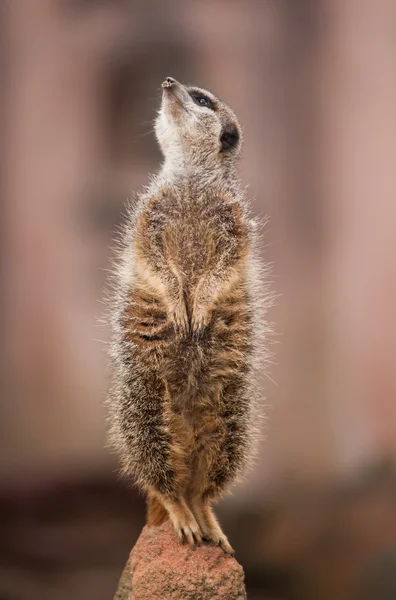 Look out: watchful meerkat or suricate — Stock Photo, Image