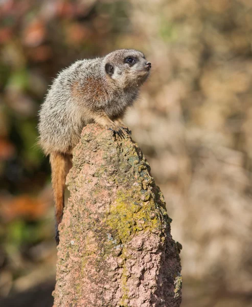 Alert: watchful meercat on the mound — Stock Photo, Image