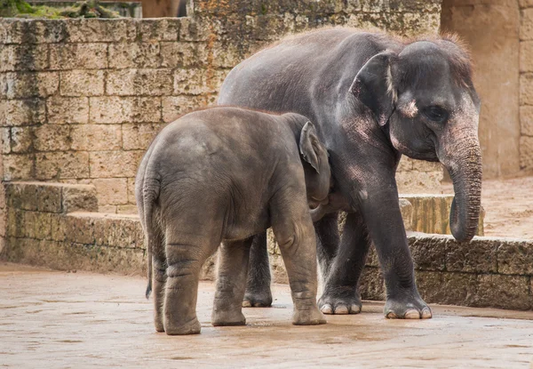 Feeding the elephant calf by female — Stock Photo, Image