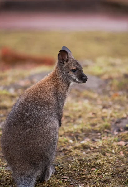 Marsupiais: Wallaby no zoológico — Fotografia de Stock