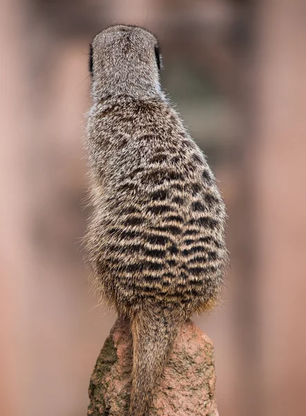Back of the watchful meerkat on mound