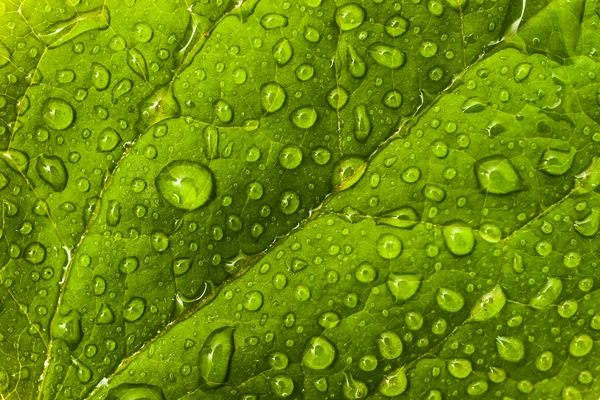 Padrão ambiental ou floral: folha verde com gotas de orvalho — Fotografia de Stock