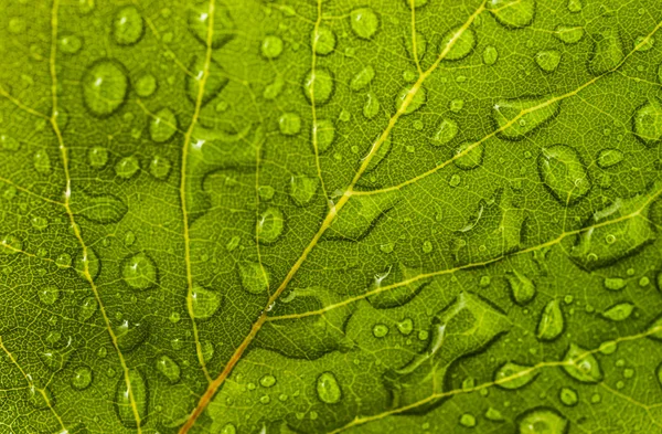 Leaf with water drops: floral or environmental pattern — Stock Photo, Image