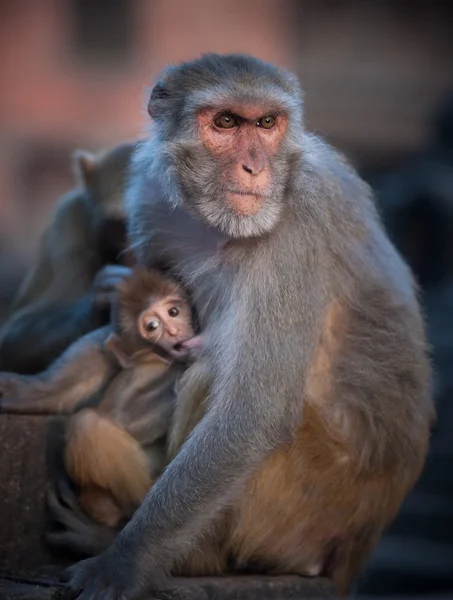 Mor Rhesus Makaker — Stockfoto