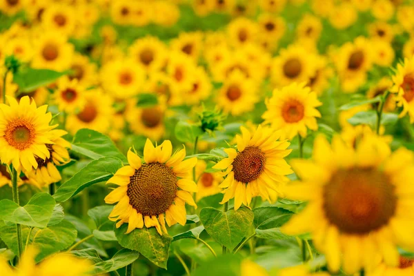 Zonnebloemen Bloeien Het Veld Oogst Landbouw Het Zomerseizoen — Stockfoto