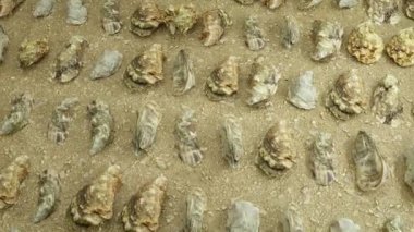 Flying over oyster collection on sand beachMediterranean, Oyster Versailles, Eastern Crassostrea virginica also called the Atlantic or American oyster.