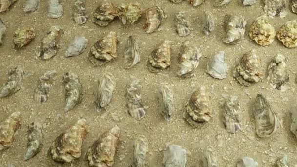 Flying Oyster Collection Sand Beachmediterranean Oyster Versailles Eastern Crassostrea Virginica — Wideo stockowe