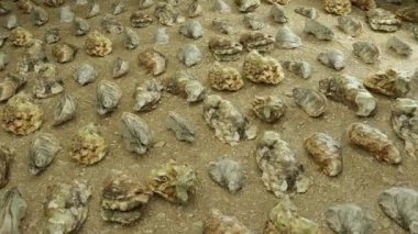 Flying over oyster collection on sand beachMediterranean, Oyster Versailles, Eastern Crassostrea virginica also called the Atlantic or American oyster.