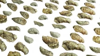 Flying over oyster collection on white alpha matteMediterranean, Oyster Versailles, Eastern Crassostrea virginica also called the Atlantic or American oyster.