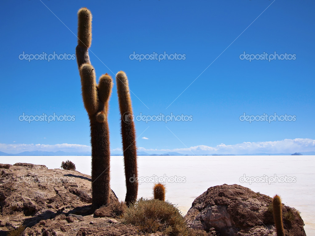 Giant cactus and Uyuni salt lake