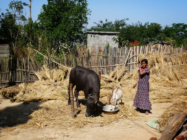 नेपाल फार्म जीवन — स्टॉक फ़ोटो, इमेज