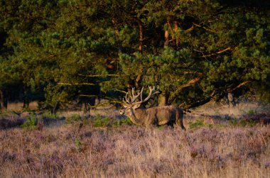 Kızıl geyik Heath