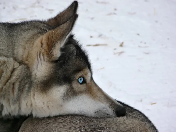 Occhi azzurri cane husky — Foto Stock