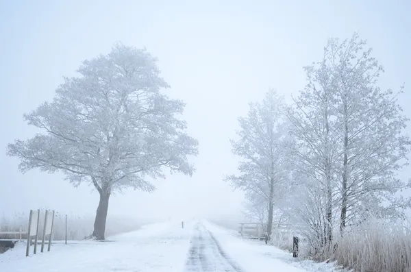 Foggy caminho de inverno na neve — Fotografia de Stock