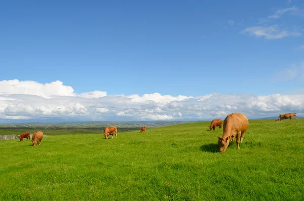 Vacas pastando en el prado —  Fotos de Stock