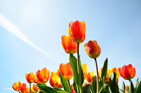 Tulips from a low point of view Stock Photo
