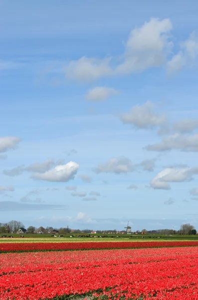 Tulipanes y un molino de viento en Holanda — Foto de Stock