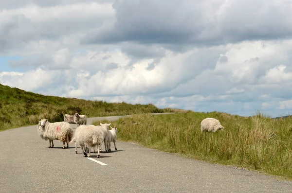 Pecora sulla strada in Irlanda — Foto Stock