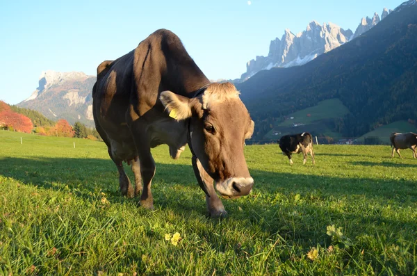 Dolomites mountain cow — Stock Photo, Image